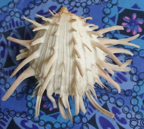 Spondylus americanus Hermann,  Atlantic Thorny Oyster