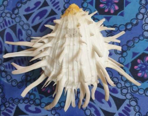 Spondylus americanus Hermann,  Atlantic Thorny Oyster