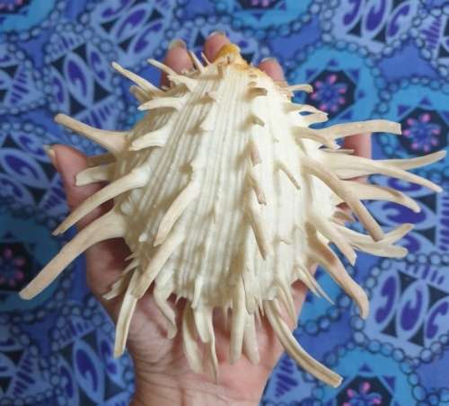 Spondylus americanus Hermann,  Atlantic Thorny Oyster