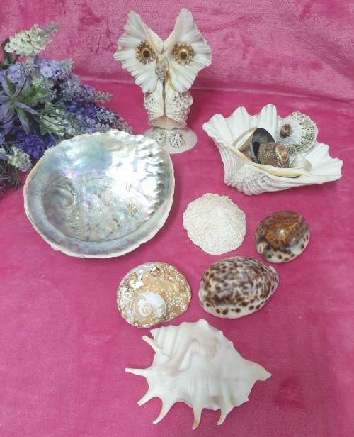 Sea Shells