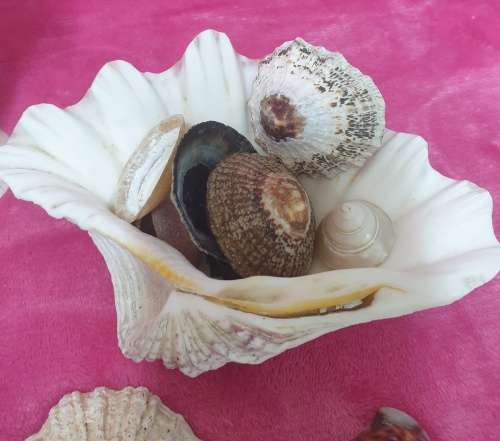 Sea Shells