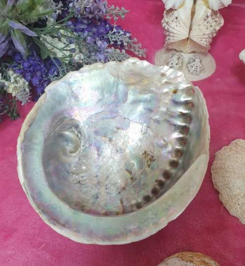 Sea Shells