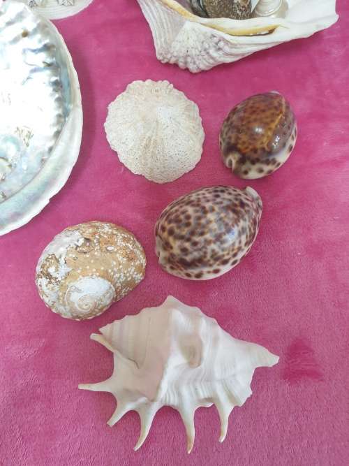 Sea Shells