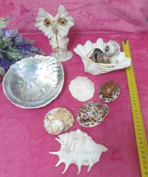 Sea Shells