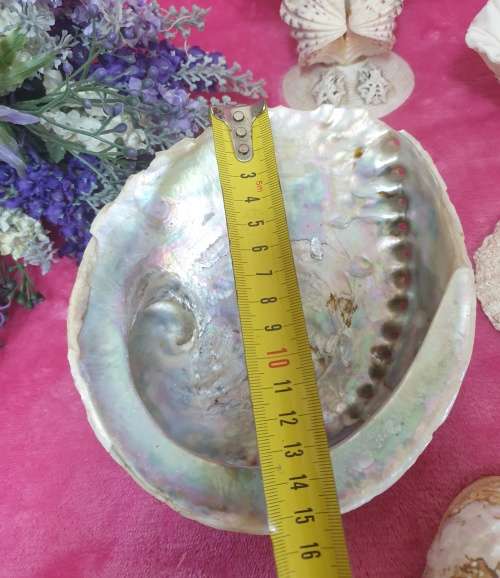 Sea Shells