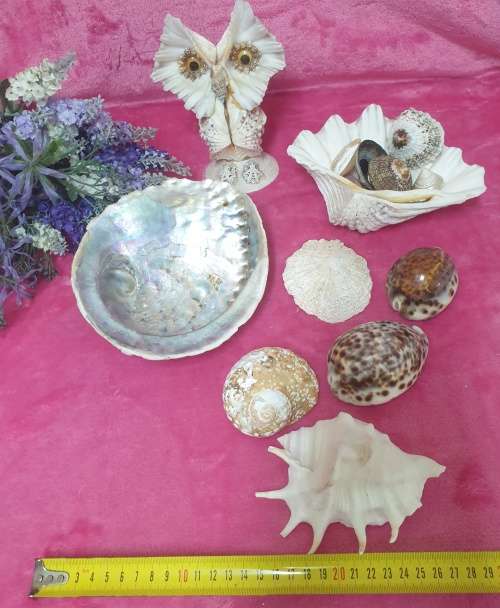 Sea Shells