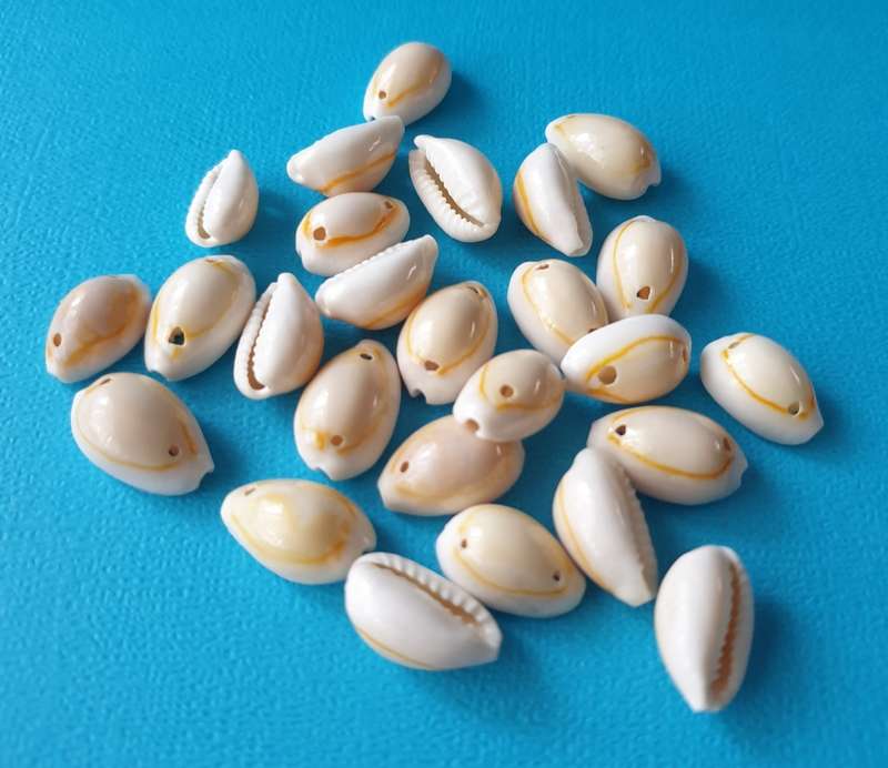 BOX WITH SHELLS FOR YOUR CRAFT PROJECT