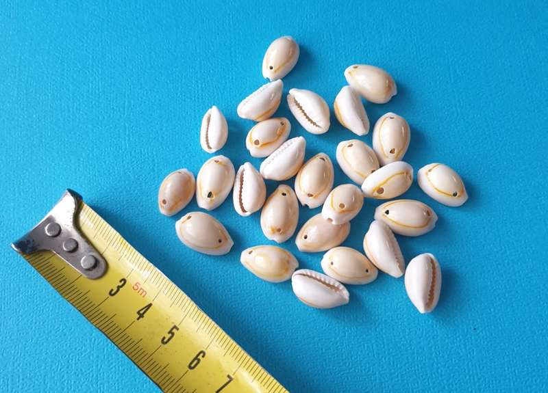 BOX WITH SHELLS FOR YOUR CRAFT PROJECT