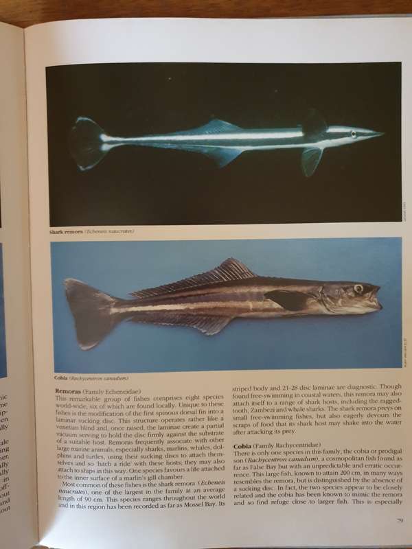 SEA FISHES