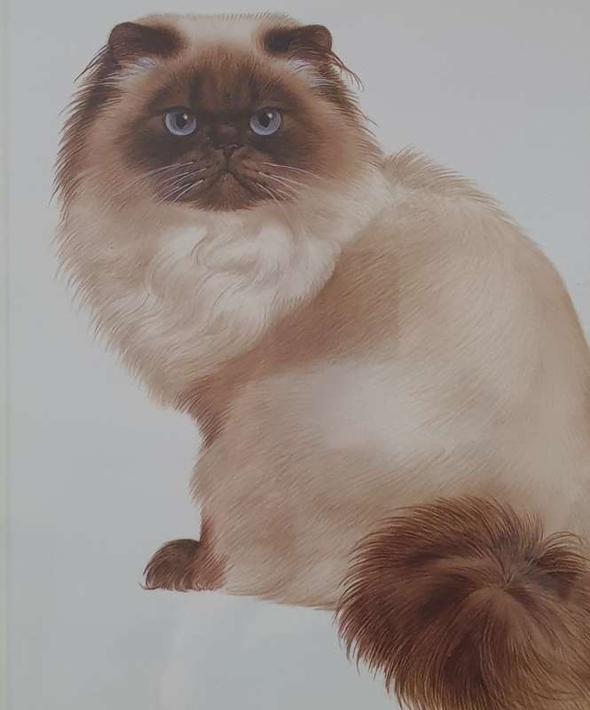 Metal Frame with a Print of a Cat