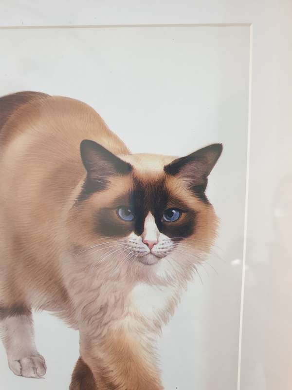 Metal Frame with a Print of a Cat
