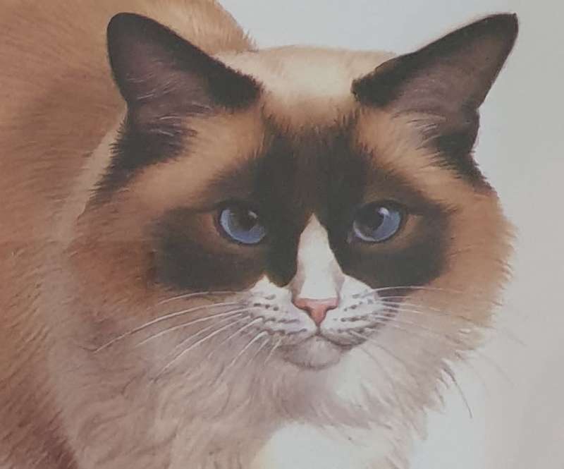 Metal Frame with a Print of a Cat