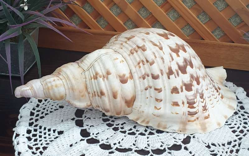 CONCH SEA SNAIL SHELL | LARGE | VERY GOOD CONDITION | DECOR |