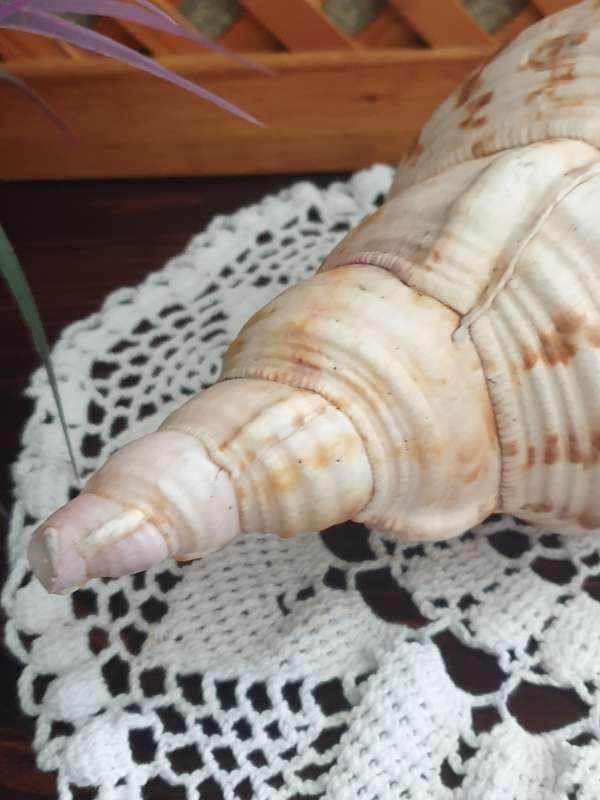 CONCH SEA SNAIL SHELL | LARGE | VERY GOOD CONDITION | DECOR |