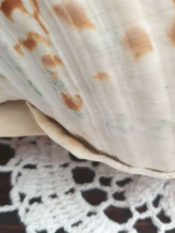 CONCH SEA SNAIL SHELL | LARGE | VERY GOOD CONDITION | DECOR |