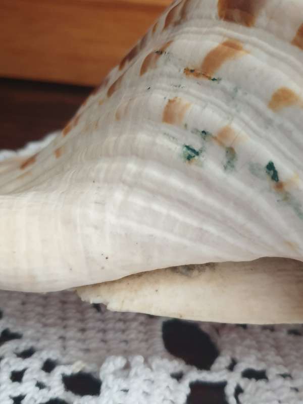 CONCH SEA SNAIL SHELL | LARGE | VERY GOOD CONDITION | DECOR |