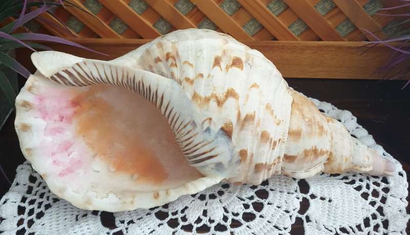 CONCH SEA SNAIL SHELL | LARGE | VERY GOOD CONDITION | DECOR |