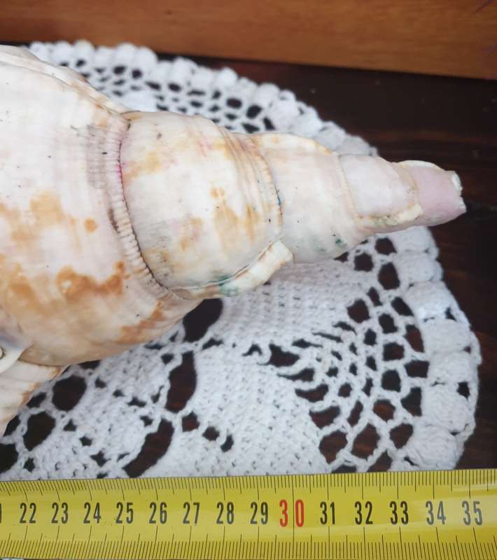 CONCH SEA SNAIL SHELL | LARGE | VERY GOOD CONDITION | DECOR |