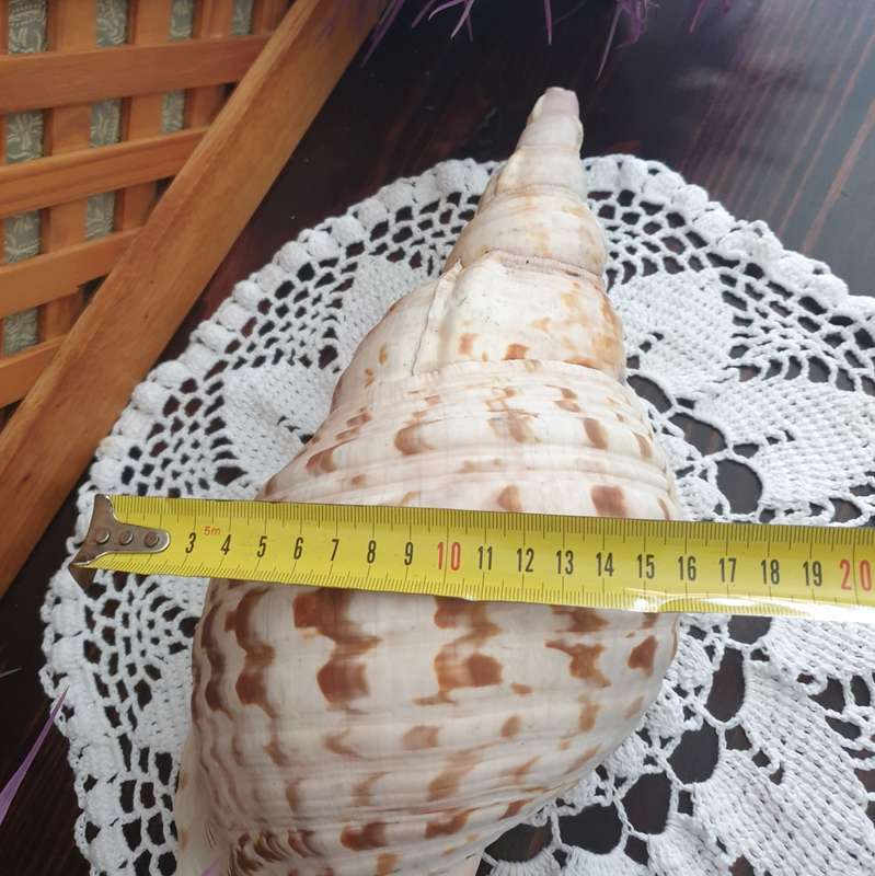 CONCH SEA SNAIL SHELL | LARGE | VERY GOOD CONDITION | DECOR |
