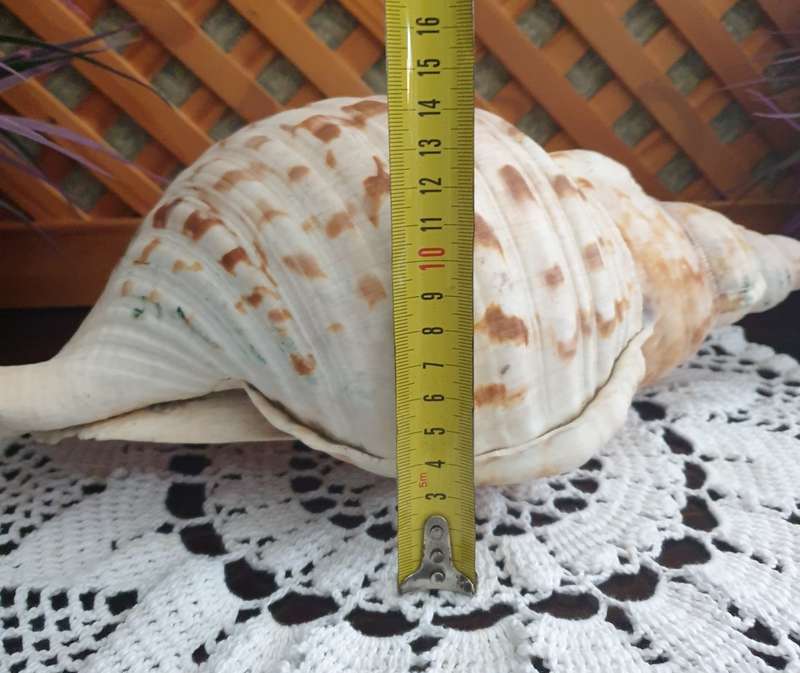 CONCH SEA SNAIL SHELL | LARGE | VERY GOOD CONDITION | DECOR |