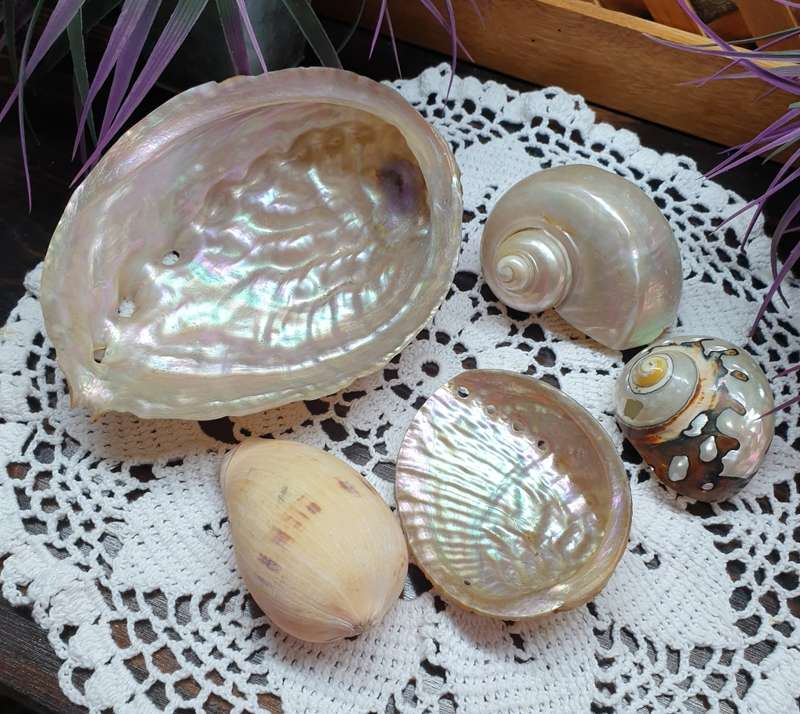 SEA SHELLS | DECOR | HOME |