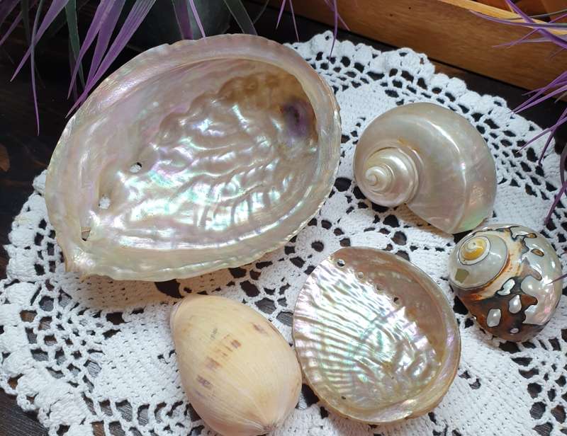 SEA SHELLS | DECOR | HOME |