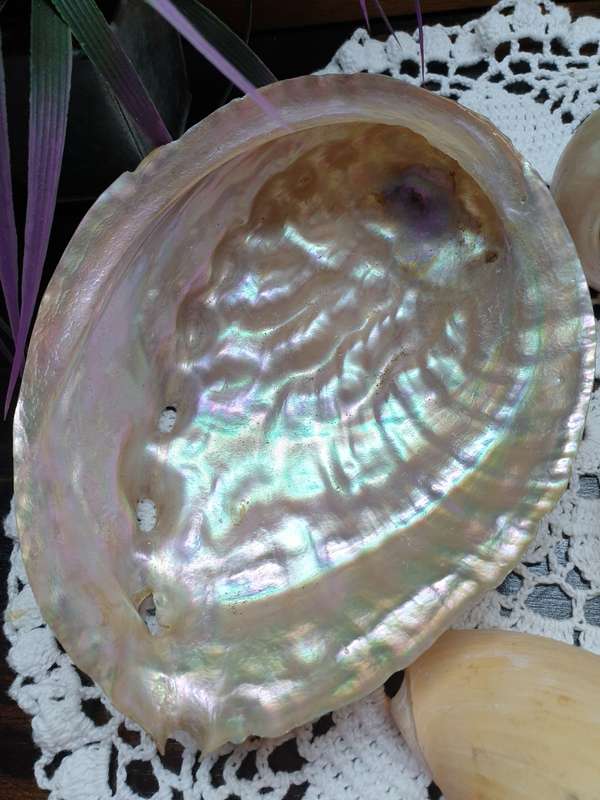 SEA SHELLS | DECOR | HOME |