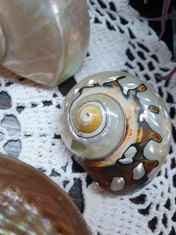 SEA SHELLS | DECOR | HOME |