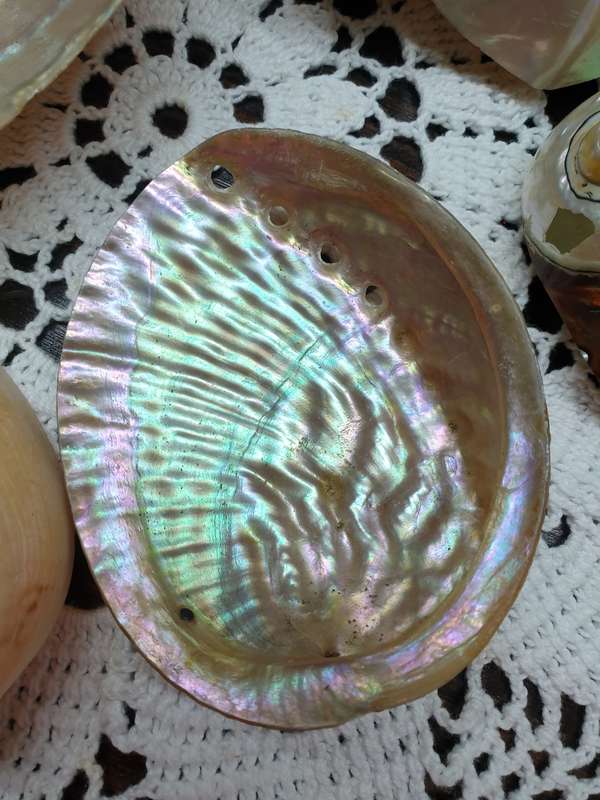 SEA SHELLS | DECOR | HOME |