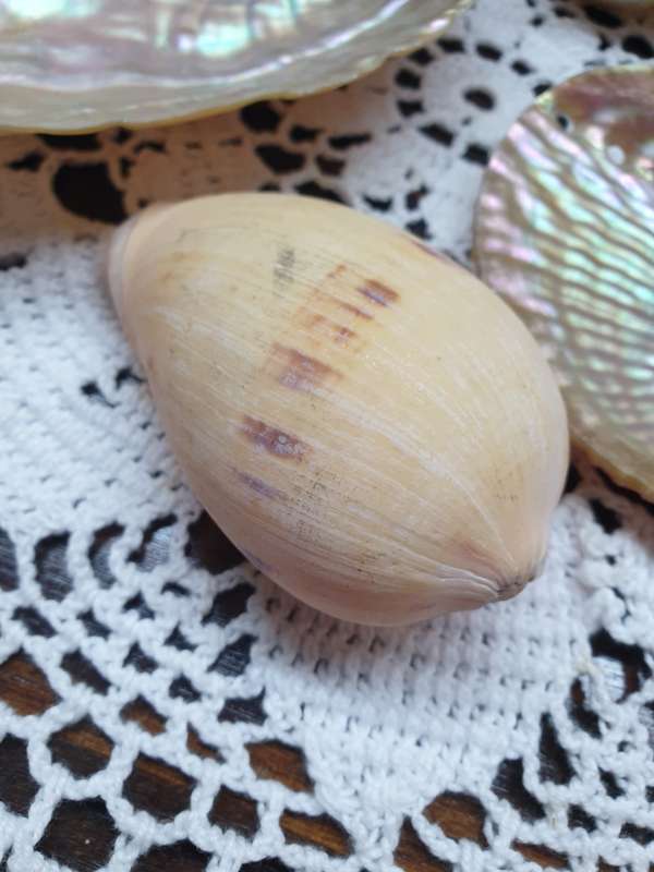 SEA SHELLS | DECOR | HOME |