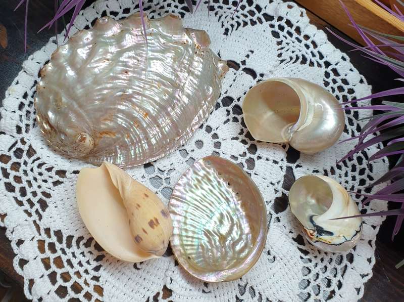 SEA SHELLS | DECOR | HOME |