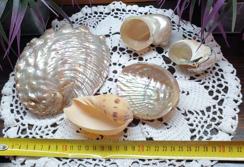SEA SHELLS | DECOR | HOME |