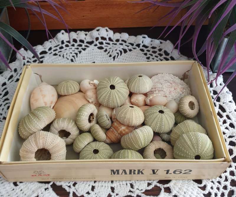 SEA SHELLS |  SEA URCHINS | DECOR | HOME |