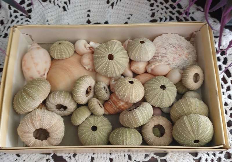 SEA SHELLS |  SEA URCHINS | DECOR | HOME |