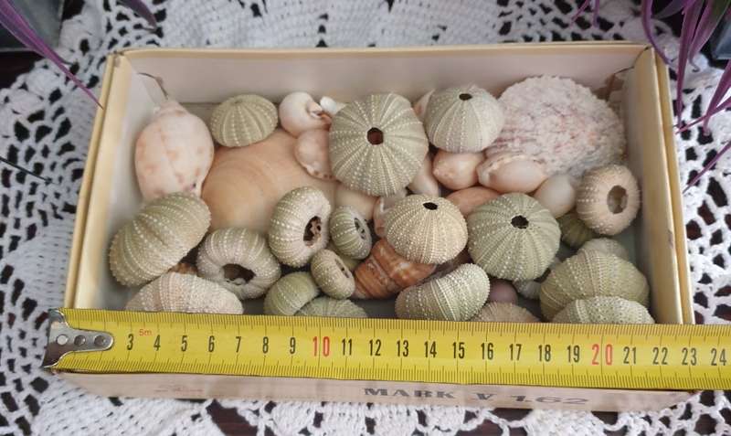 SEA SHELLS |  SEA URCHINS | DECOR | HOME |