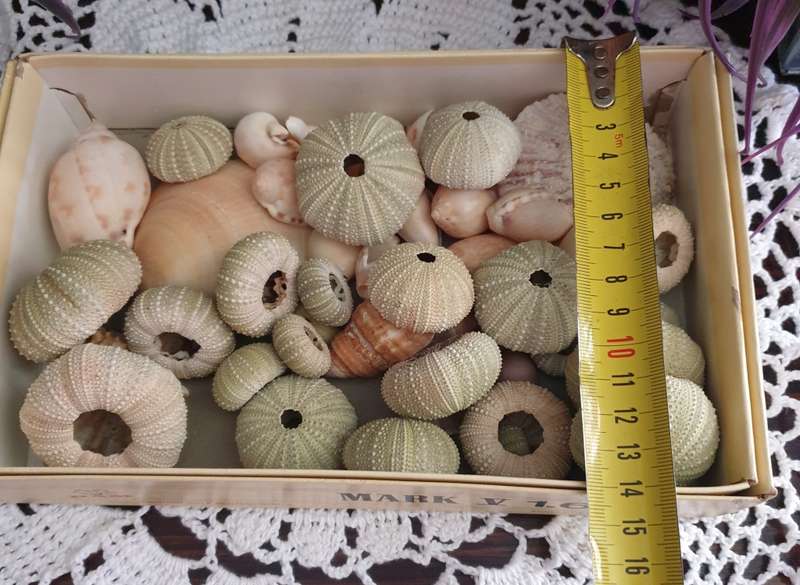 SEA SHELLS |  SEA URCHINS | DECOR | HOME |
