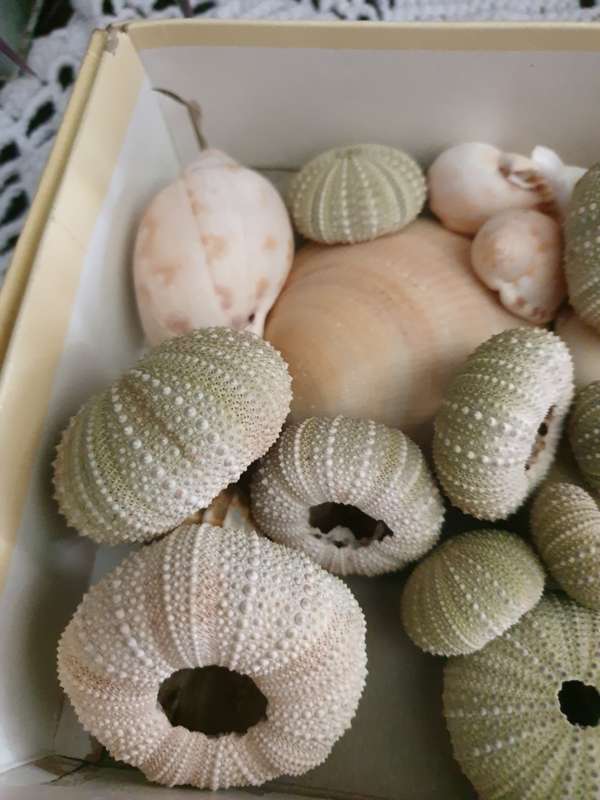 SEA SHELLS |  SEA URCHINS | DECOR | HOME |