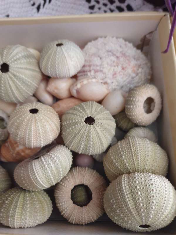 SEA SHELLS |  SEA URCHINS | DECOR | HOME |