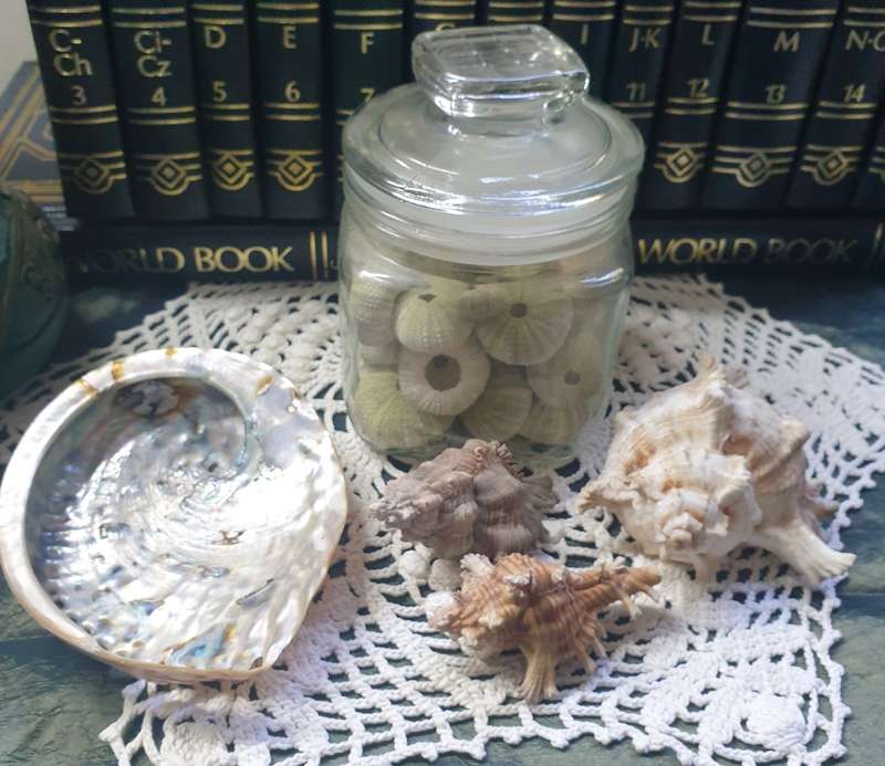 Sea Urchins in Jar with Sea Shells