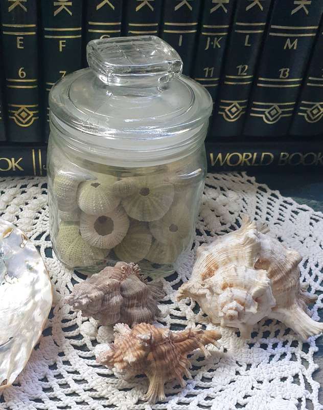 Sea Urchins in Jar with Sea Shells