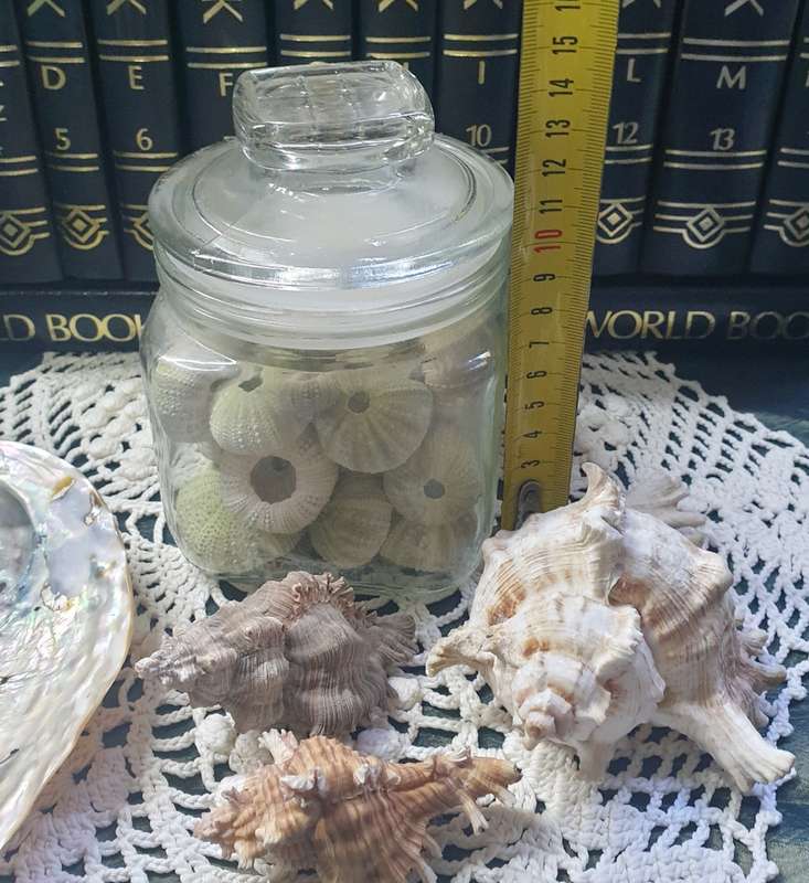 Sea Urchins in Jar with Sea Shells