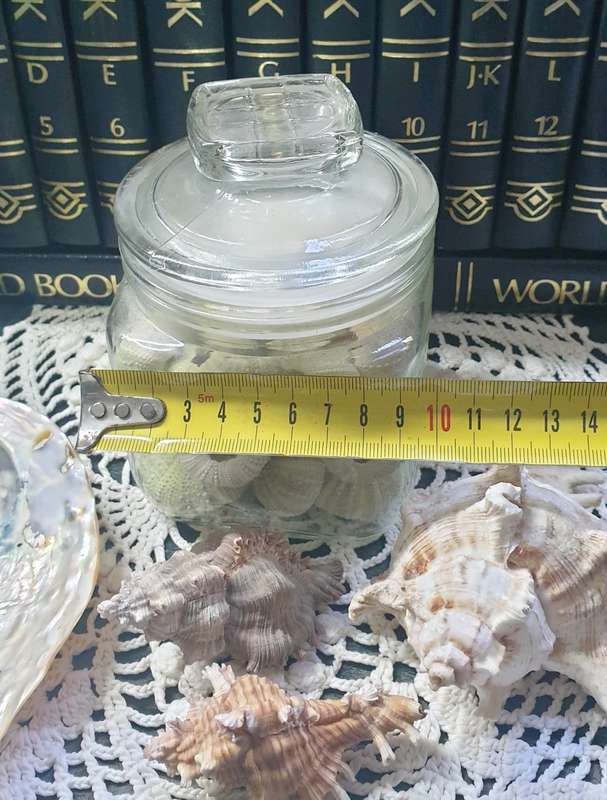 Sea Urchins in Jar with Sea Shells