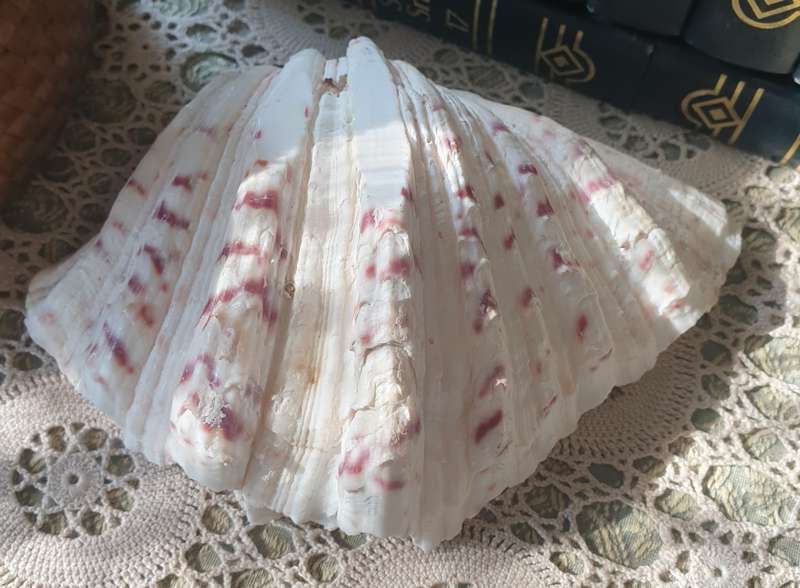 Clam Shell Tridacna | SEA SHELL |
