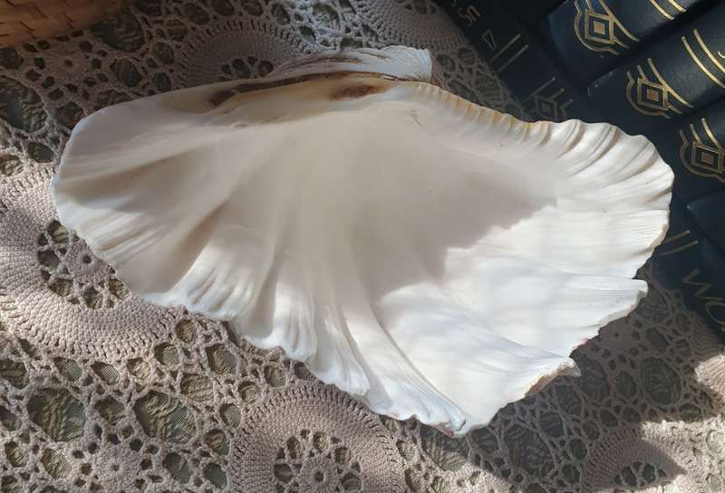 Clam Shell Tridacna | SEA SHELL |