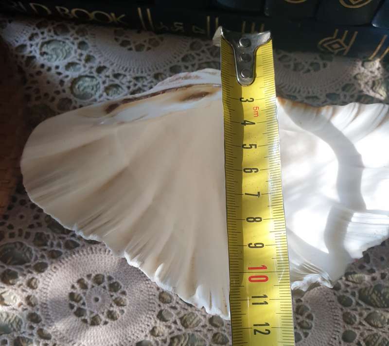 Clam Shell Tridacna | SEA SHELL |