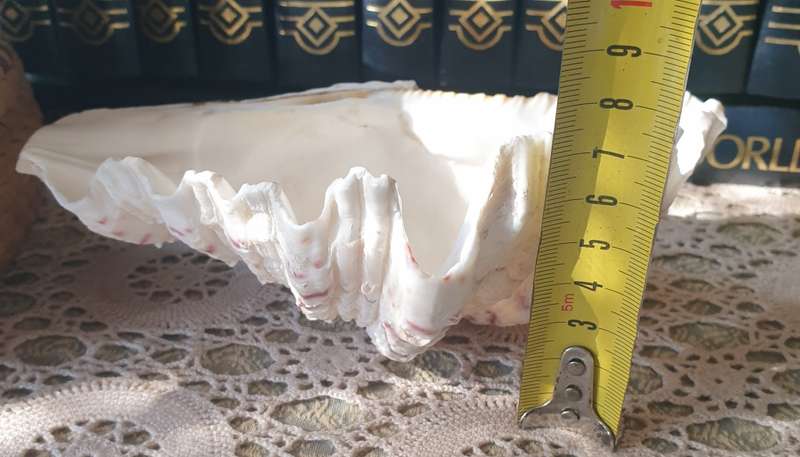 Clam Shell Tridacna | SEA SHELL |