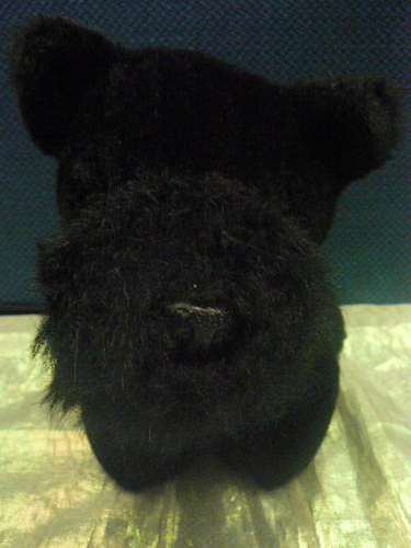 BLACK DOG
