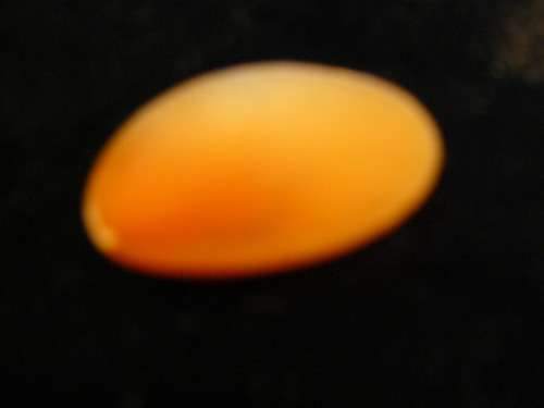 CAMEO BROOCH TOP
