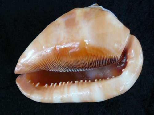 LARGE RED CASSIS RUFA BULLMOUTH HELMET SEA SHELL