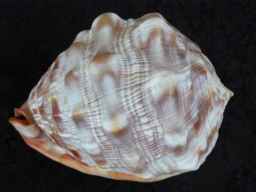LARGE RED CASSIS RUFA BULLMOUTH HELMET SEA SHELL